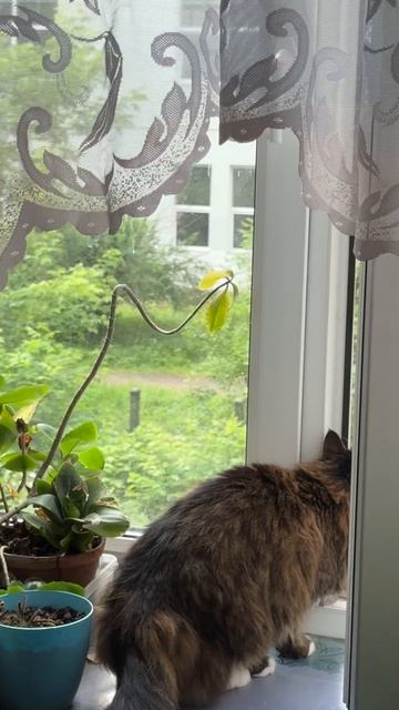 Кошка каждое утро общается с воробьем в окне. С одним и тем же
