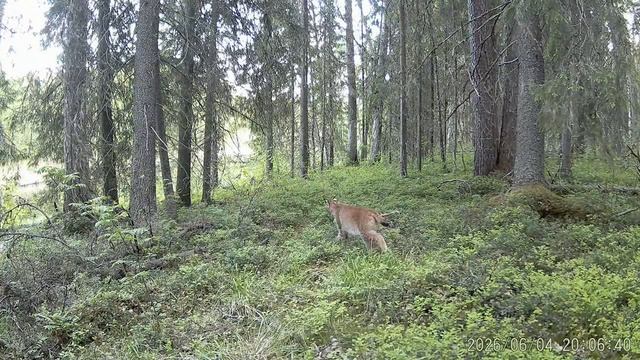 Рысь в заповеднике "Кивач". 04.06.2026.