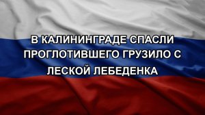 В Калининграде спасли проглотившего грузило с леской лебеденка. ТЦК схватили жителя Одессы