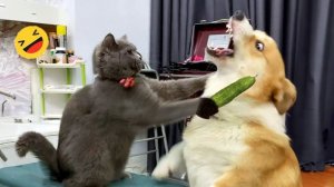 СМЕШНЫЕ КОТЫ | ЛУЧШИЕ ПРИКОЛЫ С КОТАМИ, СОБАКАМИ, КОШКИ, СОБАКИ, ЖИВОТНЫЕ, СМЕШНОЕ ВИДЕО