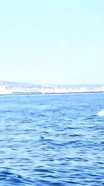 Трофейная рыбалка на катере Геленджик