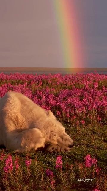 @lifeyt747 смотреть онлайн