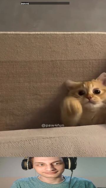 Коты такие Коты