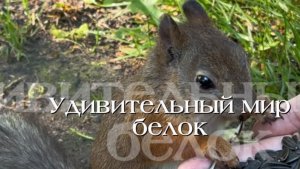 Удивительный мир белок. Мы познакомим вас с белками из ЦПКиО и расскажем много интересного!