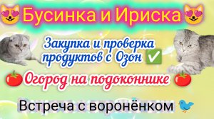 🍅Огород на подоконнике/Бусинка и Ириска/Продукты с Озона/Встреча со спасеным воронёнком🐦