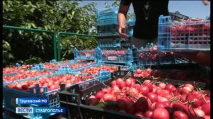 На Ставрополье начался сезон черешни