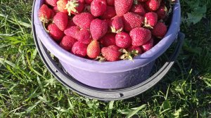 Красота лета🌺🍀🍓