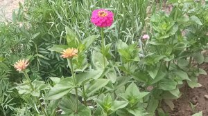 Во саду и в огороде❤️ да ещё на клумбе 🌱