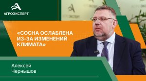 Спасти сосну: как крохотный вредитель уничтожает хвойные массивы России?