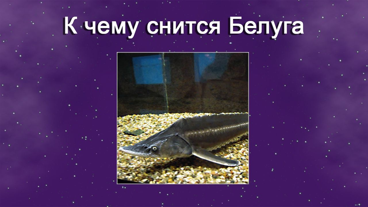К чему снится Белуга - толкование сна