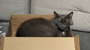 Утро котиков! Классные новые игрушки! Котики рады
