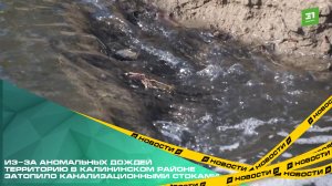 Из-за аномальных дождей территорию в Калининском районе затопило канализационными стоками.