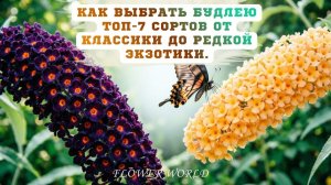 Как выбрать будлею. Топ-7 сортов от классики до редкой экзотики.
