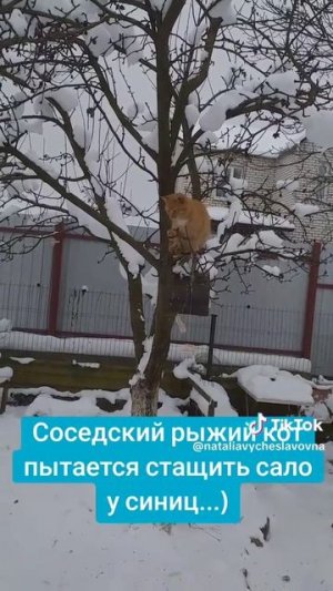 Рыжий кот ворует сало...)))