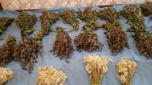 с нами за дикоросами