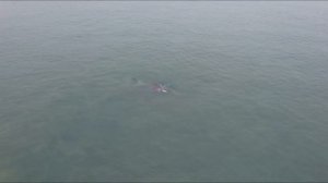 Молодой серый кит в Кроноцком заповеднике