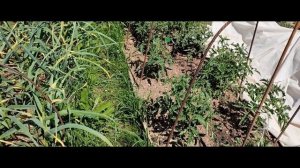 Хвалюсь проделанной работой в огороде.Кто жрет редьку?17-06-2026