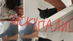 Искупали! Топ моих страданий! Кошка Мила. Говорящая кошка