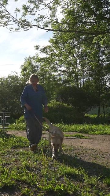 Симба — роскошная молодая собака ищет дом! 🐶❤️✨