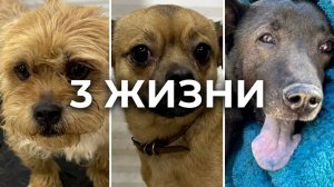 Почему они оказались не нужны? Трагедия, которая объединила трех собак!