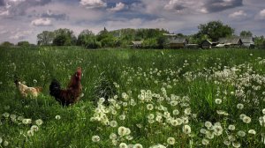 17-06-2026.Живем как многие из вас .