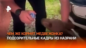 Снюс или детское питание? Кормление медвежонка обернулось скандалом в Ингушетии