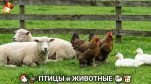 Сельские мотивы 🐏🐓🐇 Видео для души и радости 🌞 (14)