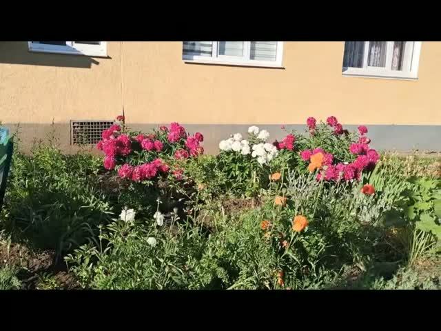 Белебей Двор ул.Ленина 11 Цветник