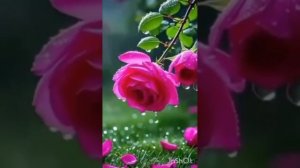 1000027903.mp4