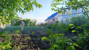 ПЕРЕПУГАЛА МУЖА В 5 УТРА/ХОЗЯЙСТВО/7 СОТОК МАЛИНЫ/НОВАЯ ОБУВНИЦА