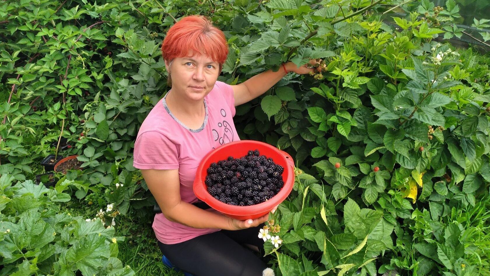 Ежевика в начале лета. Что делать с молодыми побегами в Сибири смотреть онлайн