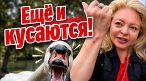 Наталья Фальконе. Карякинский сад удивил