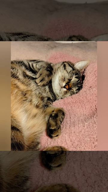 Счастливые котики. Отдыхают.