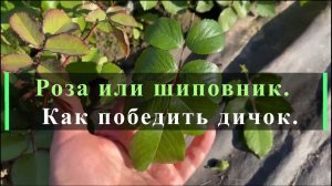 Роза или шиповник. Как победить дичок.