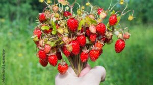 Земляника лесная. Дикоросы. Рецепты блюд.
