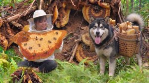 Мы нашли огромный дикий улей в глубине леса и собрали свежий мед!