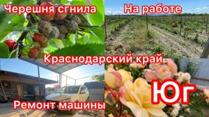 Купили дом. Занялись машиной. Жалко черешню. Малина Таганка. На работе.