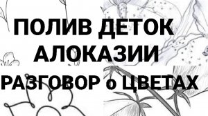 Полив Алоказий , Бла Бла про цветы