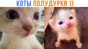 КОТЫ ПОЛУДУРКИ ))) Приколы с котами | Мемозг 1767