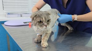 Спасение кошки Симы