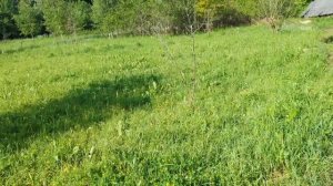 Как установить электропастух для коз, показываю и расказываю свой опыт. Сколько земли надо под выпас
