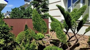 Ниваки из можжевельника. Агроном Бугров Максим