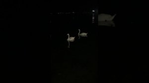 Два лебедя плавают на море.