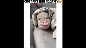#смешныевидео -1519