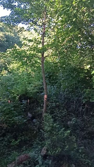 Абхазия. Урочище Каман. Храм мученика Василиска.