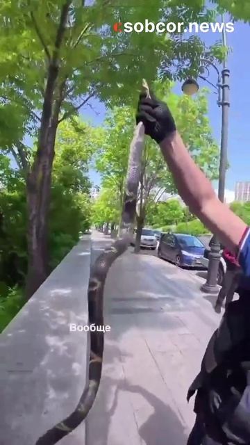 Шанс того, что под капот вашей машины заползет змея, никогда не равен нулю. #животные #прикол