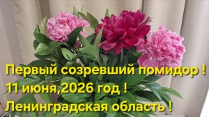 Первый помидор созрел !!! Арбузы высажены !!! Клубника плодоносит !!!