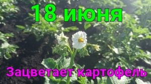 Утренняя прогулка по огороду