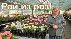 Рай из роз! Прогулка по цветущему садовому центру в Никитском!