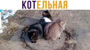 КОТельная))) Демотиваторы